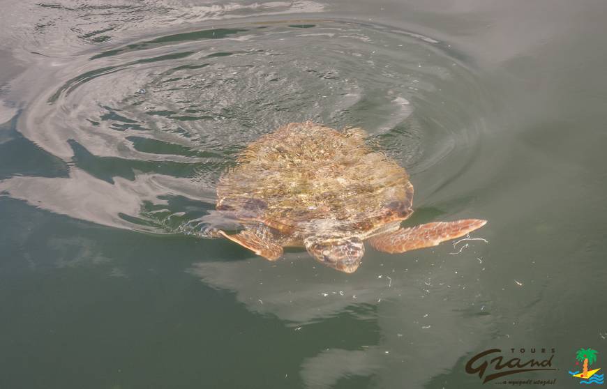 &Aacute;lcserepes teknős